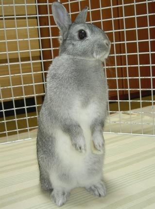 ぴょこ♪