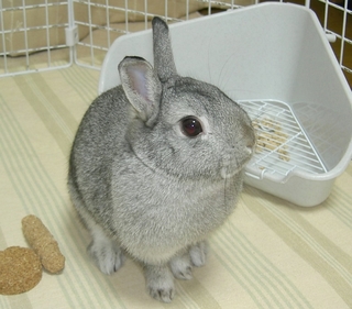 きょろ♪