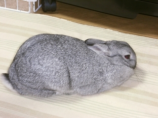 ねむねむ♪
