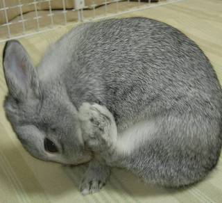 せっせせっせ♪