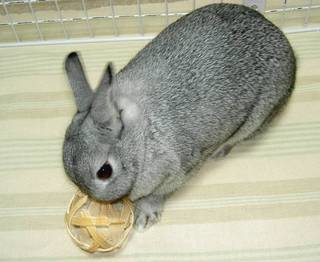 がじがじ♪