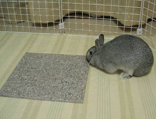 つんつん♪