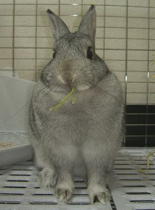 ぽりぽり♪