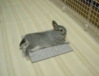 ゴロン♪