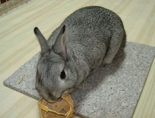 かぷっとな♪