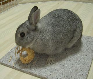 ふんがっ♪