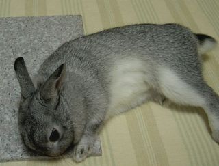 ごろんしててもつんつん♪