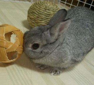 かぽっ♪