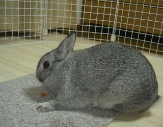 ぽりぽりぽり♪