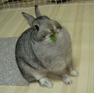 ふんがふんが〜っ♪