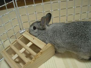すりすり