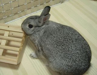 えいえいっ♪