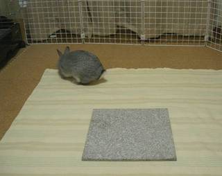 布の上をタッタカター♪