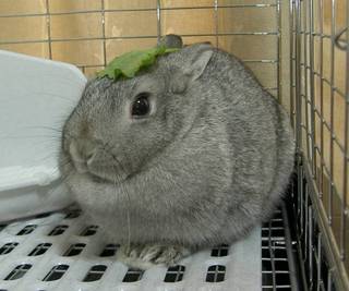 かっぱ?