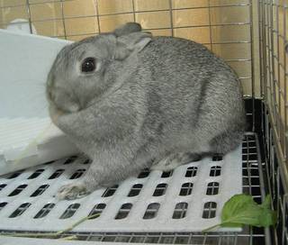 チモシーぽりぽり♪