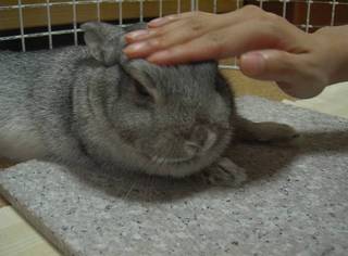 なでこなでこ♪