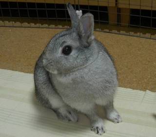 きっぱり!