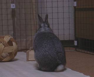 きょろ♪