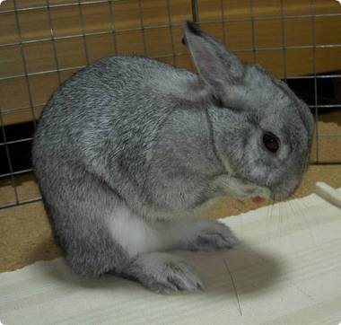 せっせせっせ♪