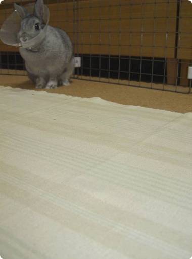 ちら…