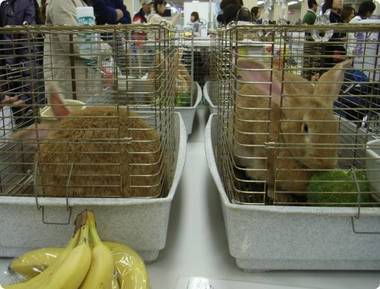 ブロッコリーぼりぼり♪