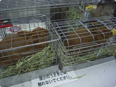 ご兄弟(姉妹?)