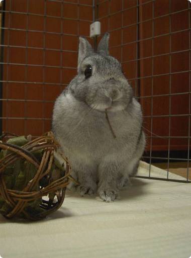食べちゃうの?