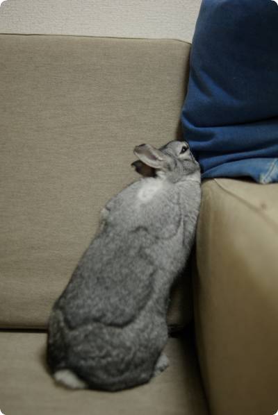 むぎゅう