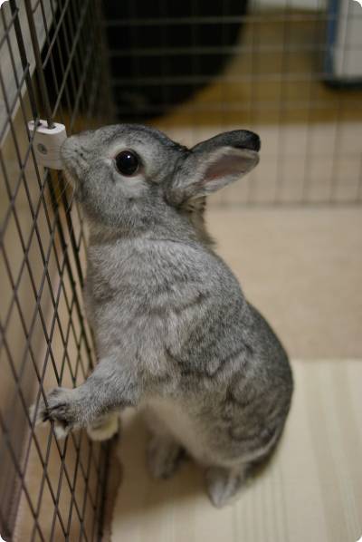 ふんが〜♪