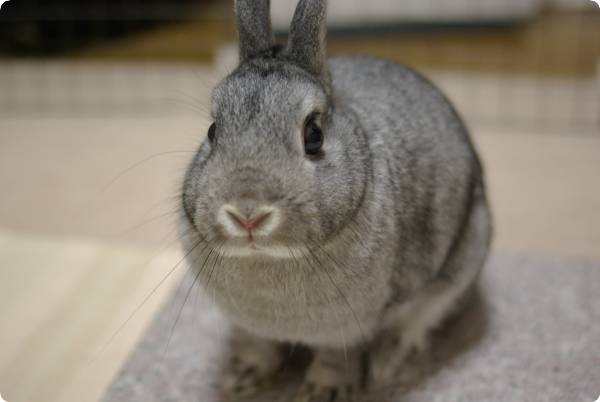 きょとん