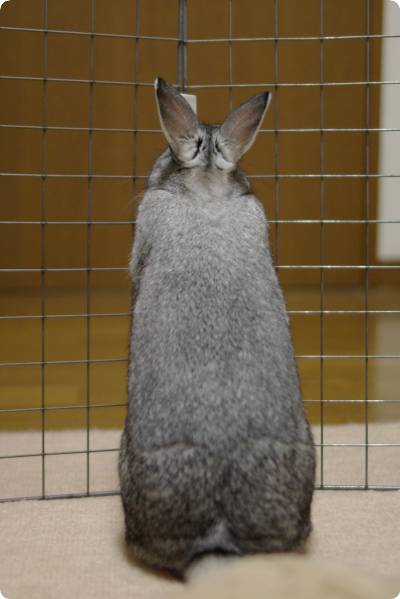 がしゃんがしゃん!