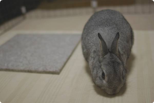 せっせせっせ♪