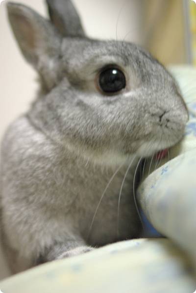ぺろ♪