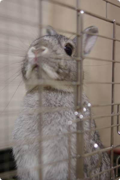 おみみぴ〜ん♪