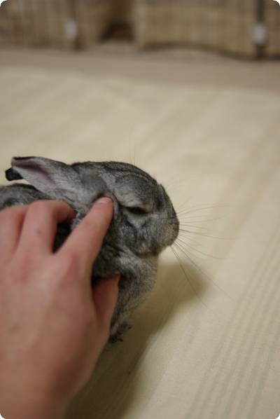 むうむう♪