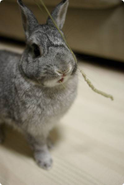 はむはむ♪