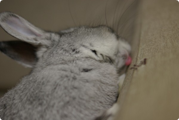 ぺろぺろ♪