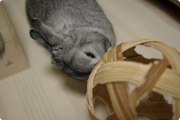 ふがふが