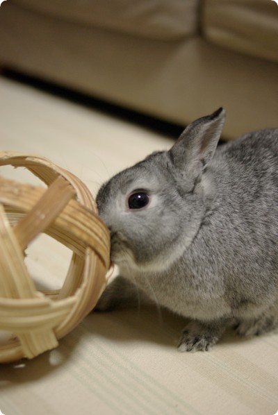 つんつん