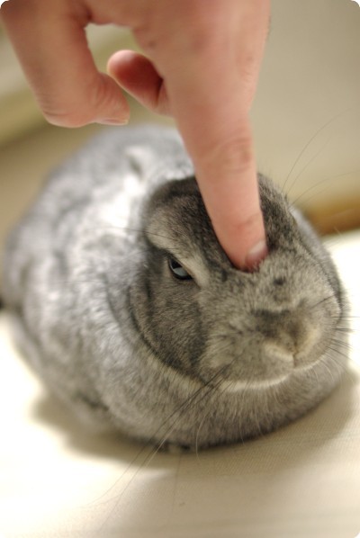 つん♪