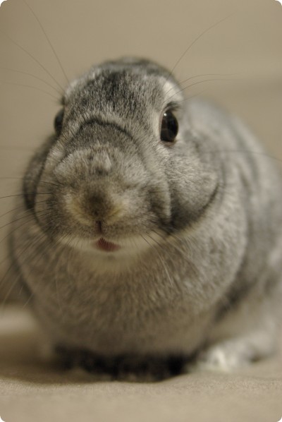 わん♪