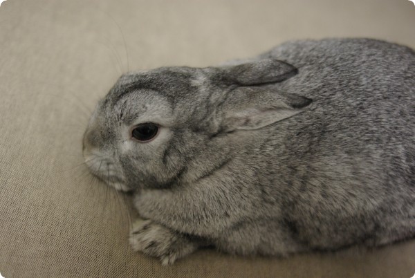にょきっ
