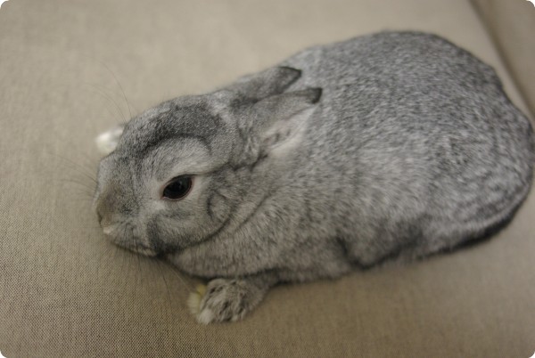 にょきにょきっ