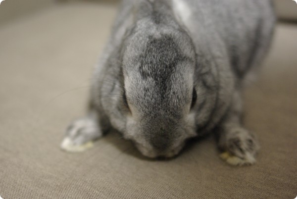 ふがふが♪