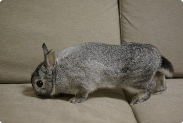 ふんふん