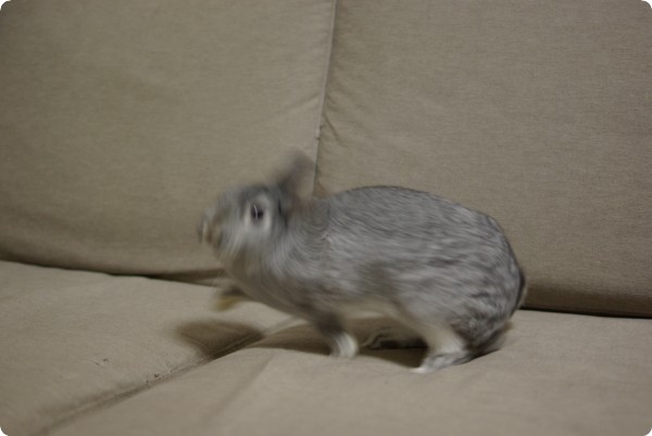 やあっ!
