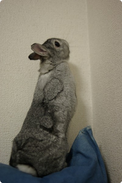 うにょ〜ん