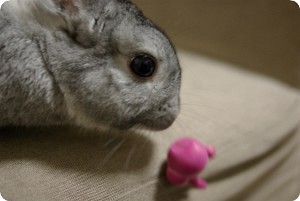 ぽろり