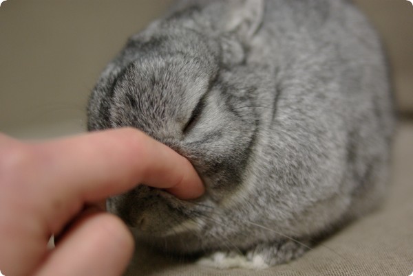 むにゅう
