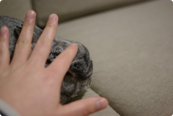 もはもは